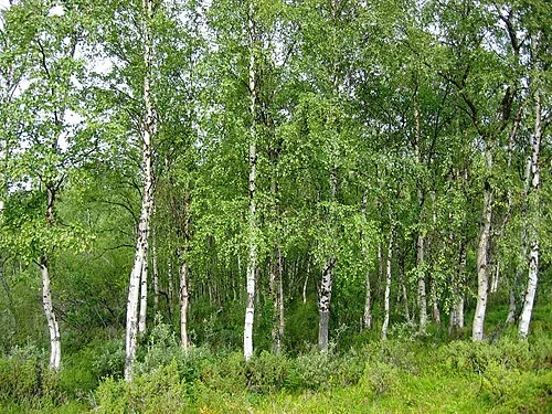 Betulleto: la betulla e fonte naturale del D-mannosio