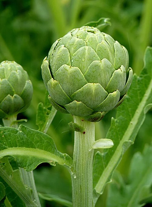 Pianta di carciofo, Cynara scolymus