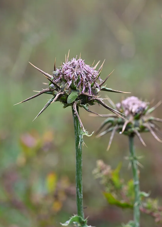 Cardo mariano in fiore, Silybum marianum