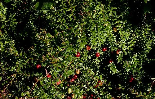 Pianta di cranberry con i frutti maturi
