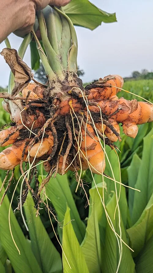 Rizomi freschi di curcuma appena raccolti