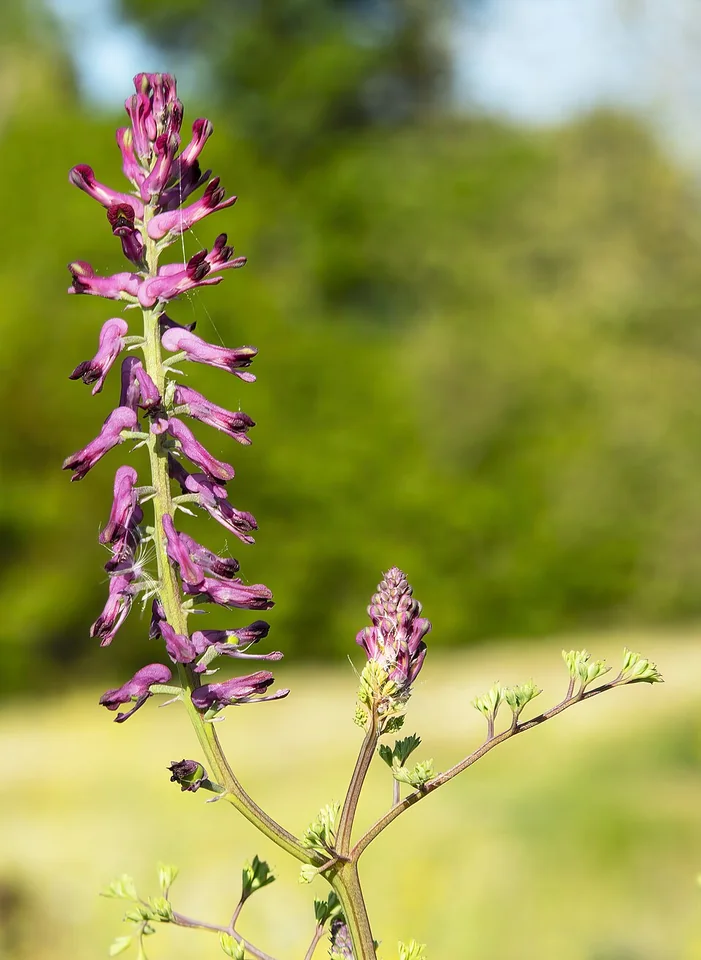 Fumaria officinalis in fiore