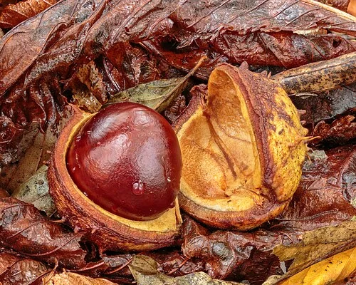 Riccio aperto di ippocastano con il seme