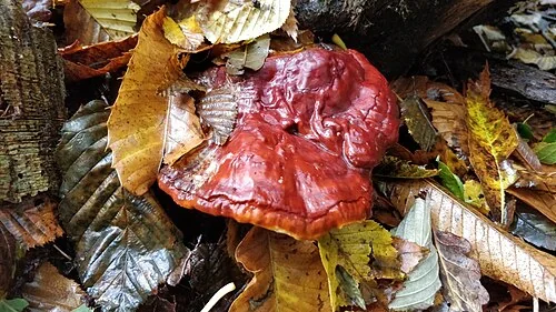 Reishi mushroom, Ganoderma lucidum