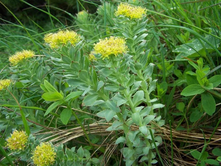 Rhodiola rosea in flower