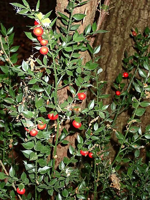 Pungitopo, Ruscus aculeatus