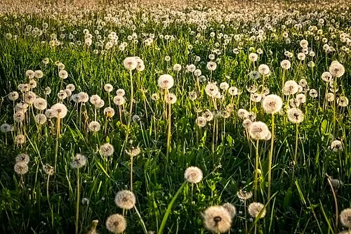 Tarassaco in fiore, Taraxacum officinale