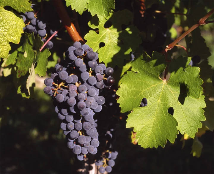 Foglie e grappoli di vite, Vitis vinifera